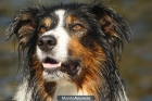 Border Collie para monta precioso 4 años - mejor precio | unprecio.es