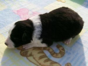 cachorra border collie