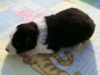 cachorra border collie - mejor precio | unprecio.es