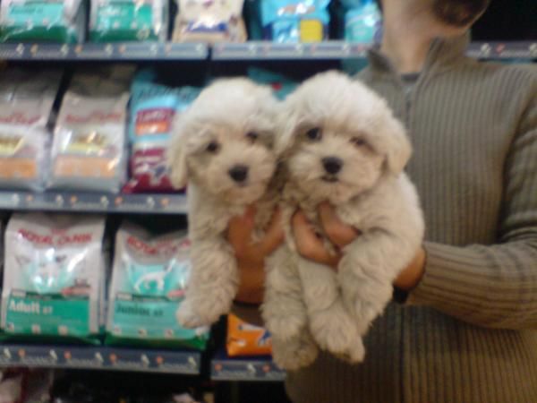 CACHORRITOS DE MALTES, EXCELENTES 530 EUROS