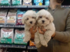 CACHORRITOS DE MALTES, EXCELENTES 530 EUROS - mejor precio | unprecio.es