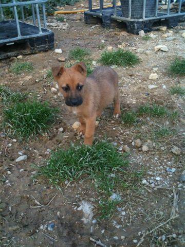Cachorro tamaño mediano en un futuro