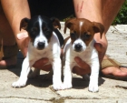 CACHORROS DE JACK RUSSEL 480 - mejor precio | unprecio.es