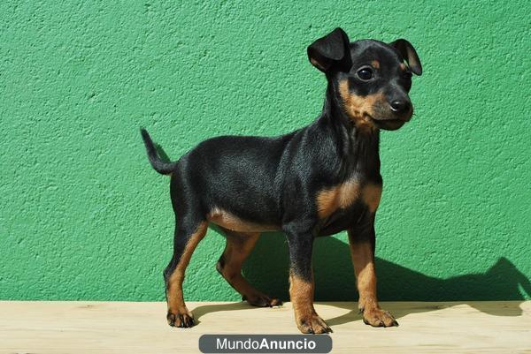 Cachorros Pinscher Miniatura negro-fuego (fotos reales)