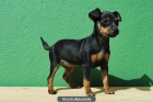 Cachorros Pinscher Miniatura negro-fuego (fotos reales) - mejor precio | unprecio.es
