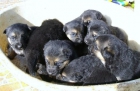Cachorros puros pastor alemán nacidos el 01/12/09 - mejor precio | unprecio.es