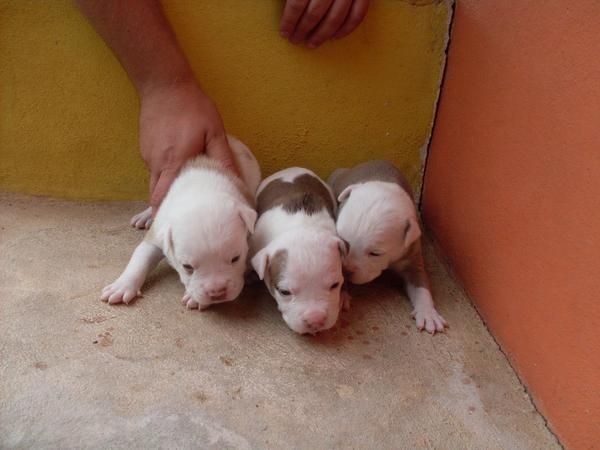 camada de pitbull red nose puros