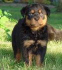 Camada de rottweilers impresionantes - mejor precio | unprecio.es