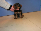 Preciosos cachorros de yorkshire terries - mejor precio | unprecio.es