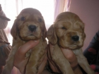 se vende cachoros cocker spaniel - mejor precio | unprecio.es