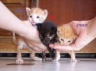 3 gatitos de un mes en adopcion - mejor precio | unprecio.es