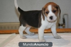 Beagle 2 meses, nacidos en Madrid. - mejor precio | unprecio.es