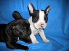 BULLDOG FRANCES PARA REYES - mejor precio | unprecio.es