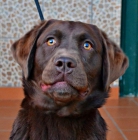 Labradores retriever cachorros con pedigree L.O.E - mejor precio | unprecio.es