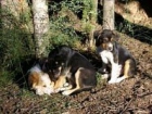 NO SOBREVIRAN AL FRIO DE LA SIERRA DE GRANADA. DALES UNA OPORTUNIDAD A ESTA MAMA Y A SUS PRECIOSOS CACHORROS. - mejor precio | unprecio.es