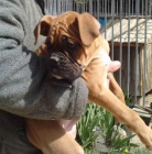 PRECIOSOS CACHORROS DE BOXER CRIADERO EN GIRONA - mejor precio | unprecio.es