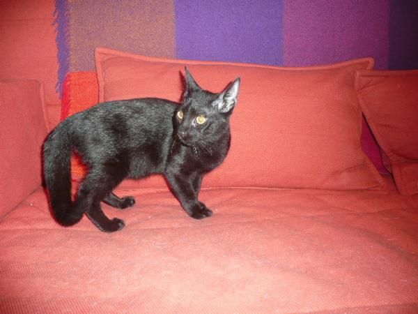 se regala gatito