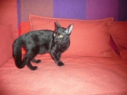 se regala gatito - mejor precio | unprecio.es