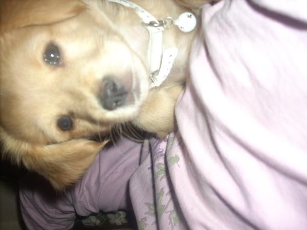 Se regala perrita!