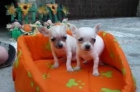 Venta de chihuahuas - mejor precio | unprecio.es