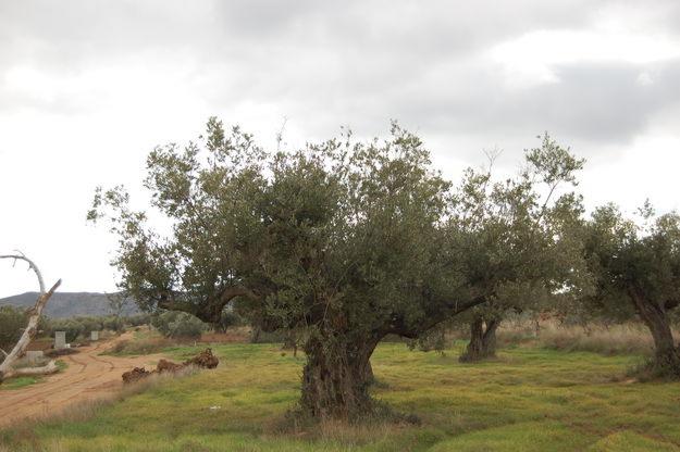 VENTA DE OLIVERAS CENTENARIAS