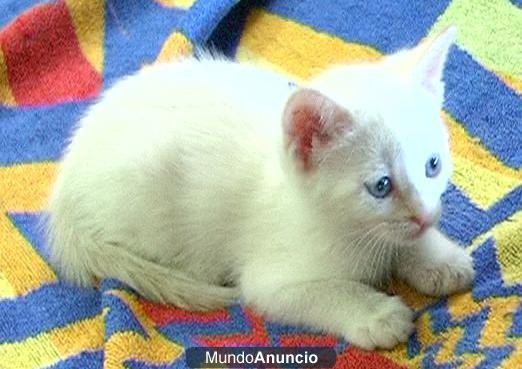 Cuatro Gatitos en Adopción