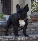 bulldogs frances - mejor precio | unprecio.es