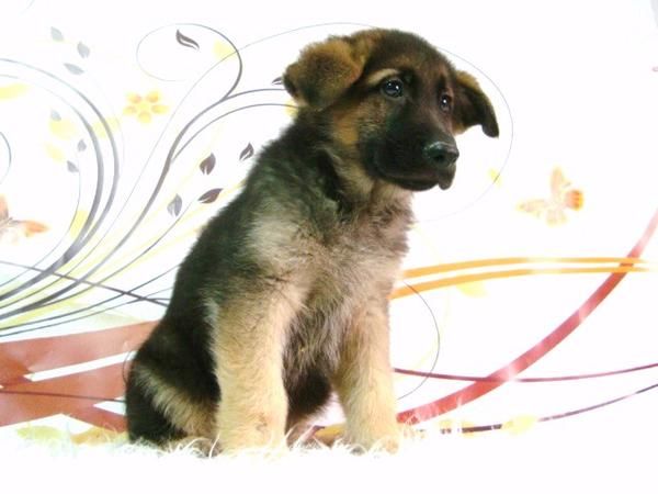 CACHORROS PASTOR ALEMAN CON DOS MESES DE EDAD