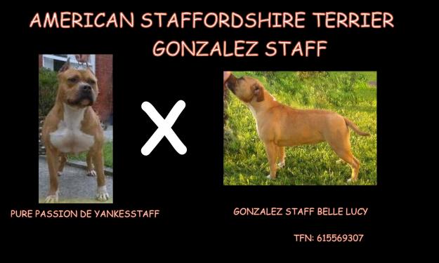 camada american staffordshire terrier