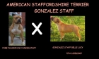 camada american staffordshire terrier - mejor precio | unprecio.es