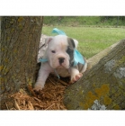 camada de bulldog ingles - mejor precio | unprecio.es