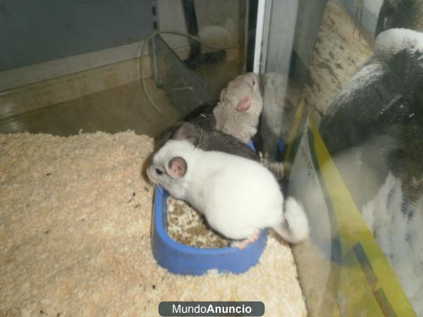 CHINCHILLAS VARIOS COLORES