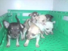 especial crisis chihuahua - mejor precio | unprecio.es