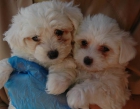 Preciosos cachorritos bichon maltes - mejor precio | unprecio.es