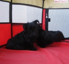 Scottish Terrier de color negro con pedigri. - mejor precio | unprecio.es