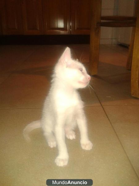 SE REGALA GATITO BLANCO