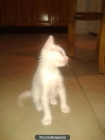 SE REGALA GATITO BLANCO - mejor precio | unprecio.es