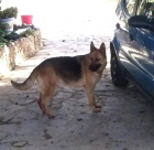 Se venden perros Pastor Aleman PUROS a Solo 150€ - mejor precio | unprecio.es