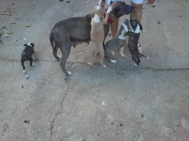 Ultimos cachorros de PItbull