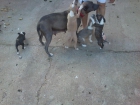 Ultimos cachorros de PItbull - mejor precio | unprecio.es