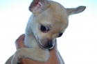 "Caramels Small" Chihuahua hembrita toy muy menuda. - mejor precio | unprecio.es