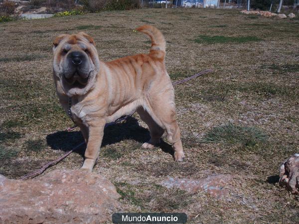 busco macho shar pei para monta