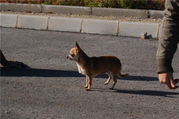 chihuahua para montas