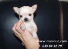 CHIHUAHUAS TOY, MIRA TODOS LOS CACHORROS DISPONIBLES EN NUESTRA WEB(lunes, 07 de mayo ) - mejor precio | unprecio.es