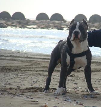 IMPRESIONANTE HEMBRA BLUE AMERICAN STAFFORDSHIRE PURA RAZA