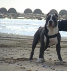 IMPRESIONANTE HEMBRA BLUE AMERICAN STAFFORDSHIRE PURA RAZA - mejor precio | unprecio.es