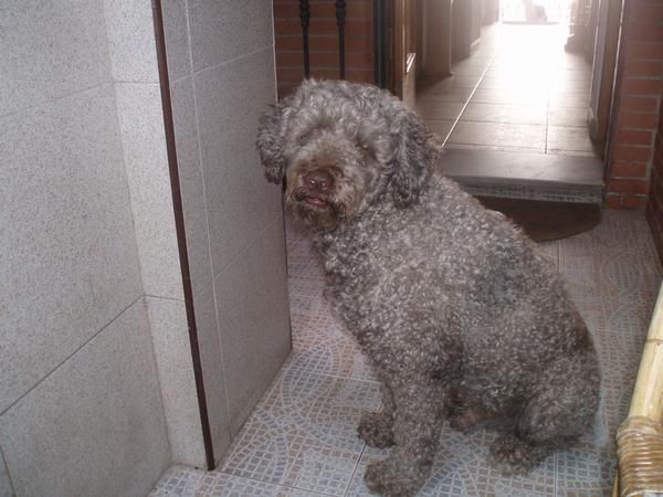 PASEADORA DE PERROS