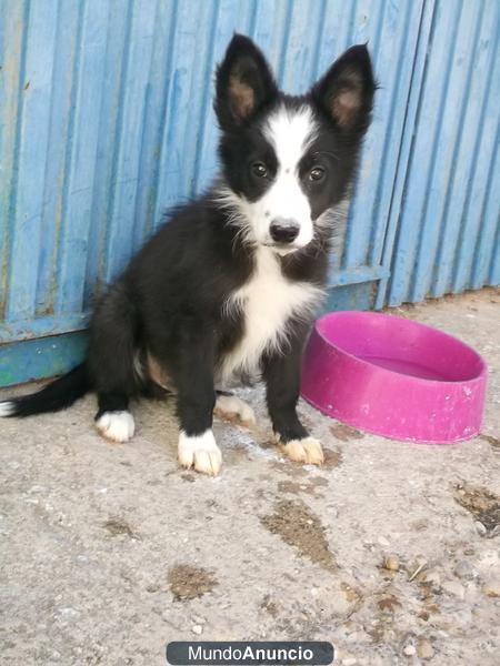 Preciosos cachorros border collie urge!!!