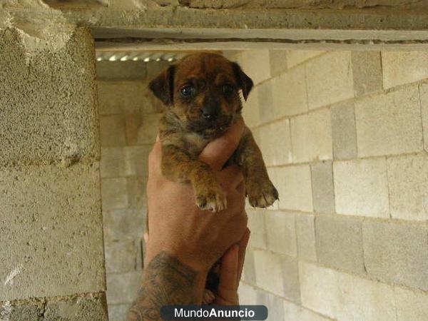 Preciosos cachorros de cruce de ratonero 80€