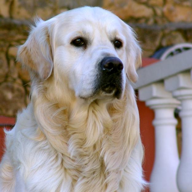 Se ofrece Golden Retriever para montas